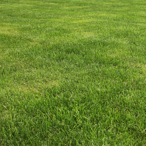 Why January Is an Ideal Time to Plan Your Lawn Fertilization Schedule Thumbnail
